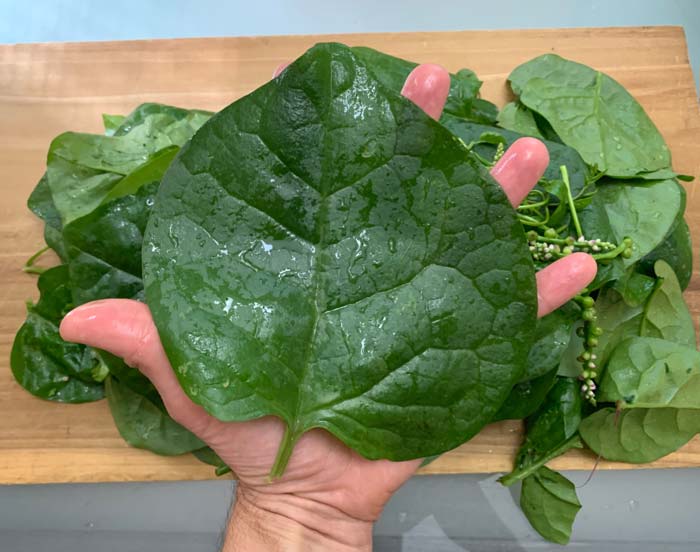 A large Malabar spinach leaf. Even at this size, they maintain good flavor and texture, and are not tough.