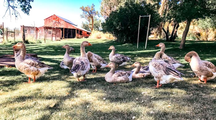 Male or female geese - which should you get? Geese value the whole goose family, not just their mate. So having the perfect 1:1 ratio of ganders to geese is not as important as you may think. Observe your flock and make adjustments if needed.