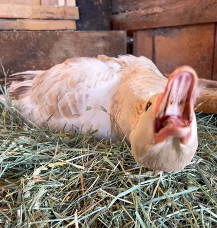 This goose makes it clear that she is not to be disturbed whilst laying an egg. It is possibly the only time you will see her hiss. But my, what a hiss she has!