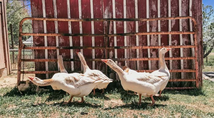 The ganders put themselves between me and the goslings (can you see them?). It doesn’t matter whose babies they are; they’re flock family.