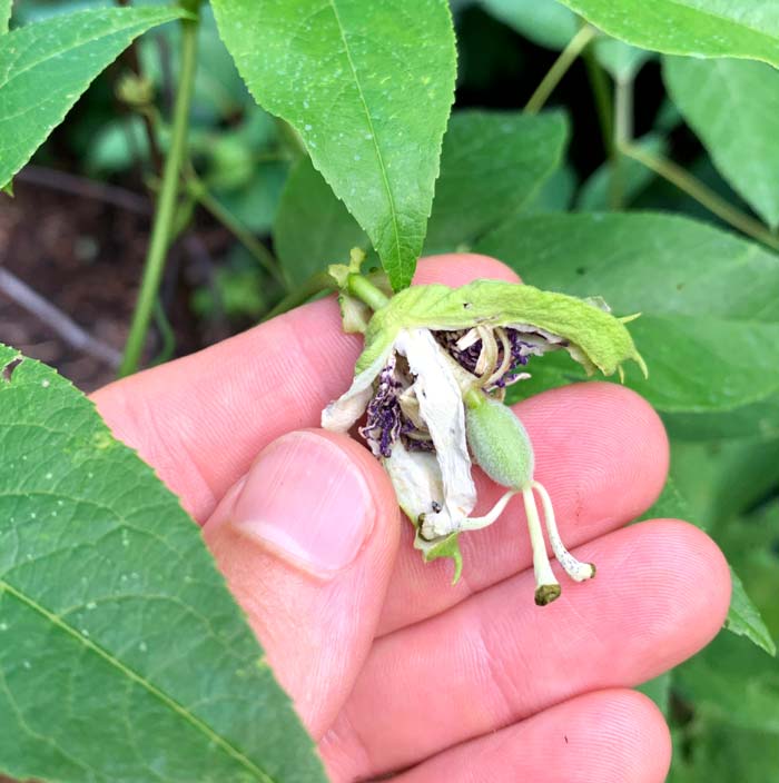A recently set passionfruit (P. incarnata) with the flower beginning to desiccate.