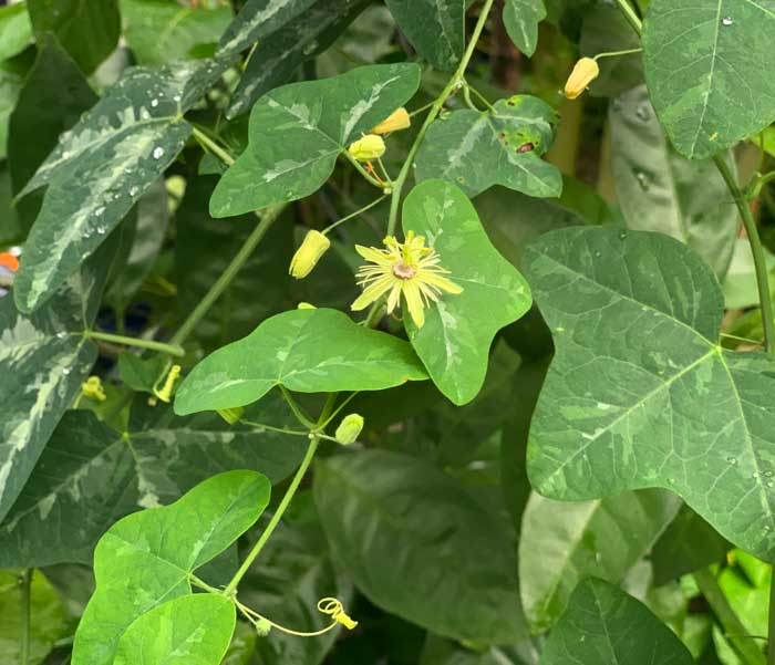Yellow passionflower (P. lutea) is another variety native to our area. They're gorgeous plants (and host plants for multiple butterfly species) but their fruit is very small and not nearly as flavorful as P. incarnata.
