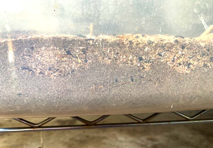 How to raise mealworms - housing. A clear tote lets you easily see inside. Here you can see there's a lot of mealworm frass building up under the top food layer. Time to clean things out and harvest that nutrient-rich frass for plant fertilizer!