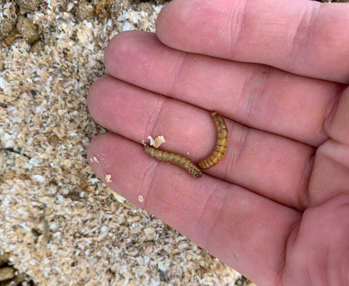 We can't say for certain what our ducks dream about at night, but our guess is fresh mealworms and tomatoes dance through their feathered skulls.