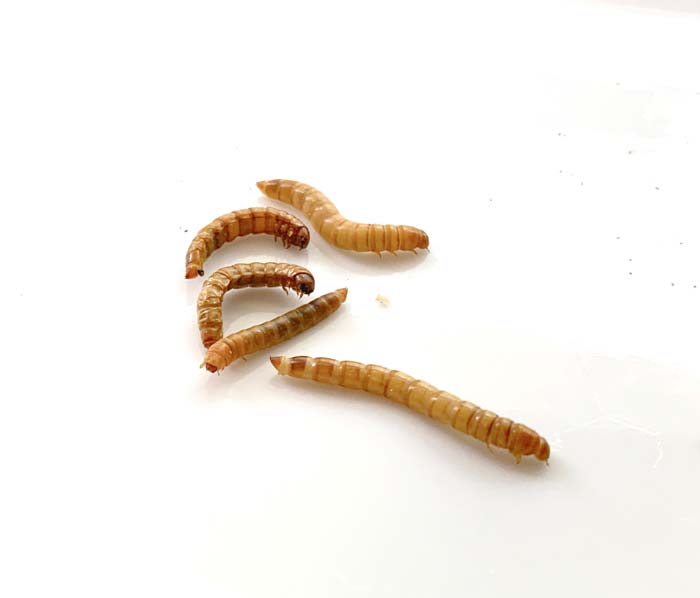 Mealworms eat and break down styrofoam via article How to raise mealworms.