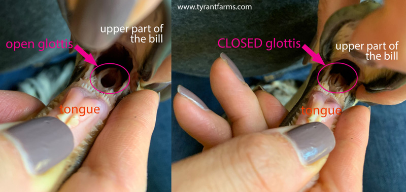 It's EXTREMELY important to know what a duck glottis is when giving oral medication to your duck. If liquid or a pill goes down their glotis, it can kill them or make them extremely sick.