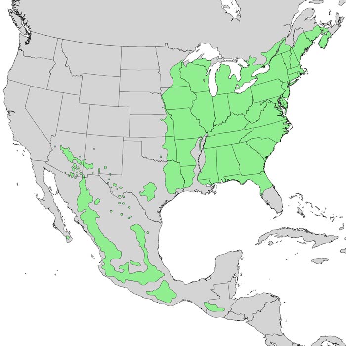 Range map of Prunus serotina and subspecies.