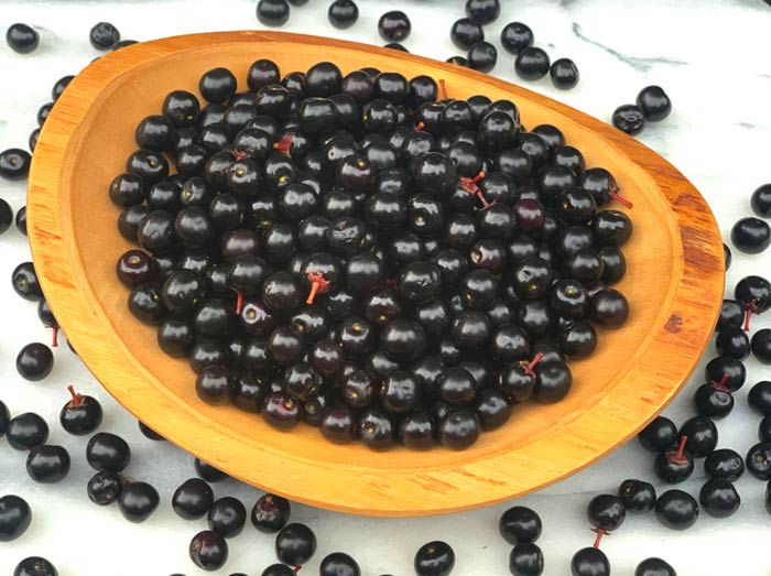 Fruit of Prunus serotina, American wild black cherries. This fruit has incredible culinary potential. 