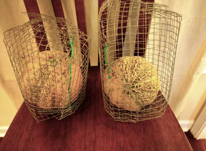 Keeping rodents off of cantaloupes using melon cages by Tyrant Farms