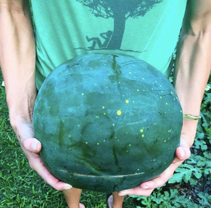 The Tyrant showing off a just-picked 'Moon & Stars' watermelon that is completely undamaged by area rodents.