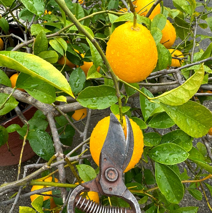 How to harvest Meyer lemons - Rather than pulling the fruit off the tree, use sharp pruners to cut the stem just above the fruit. This will help the fruit store longer after harvest.