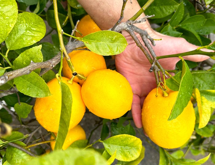 We don't thin our Meyer lemon flowers or lemon fruit. Our trees still produce large, consistently sized fruit. As you can see here, our Meyer lemons are about the size of small oranges.