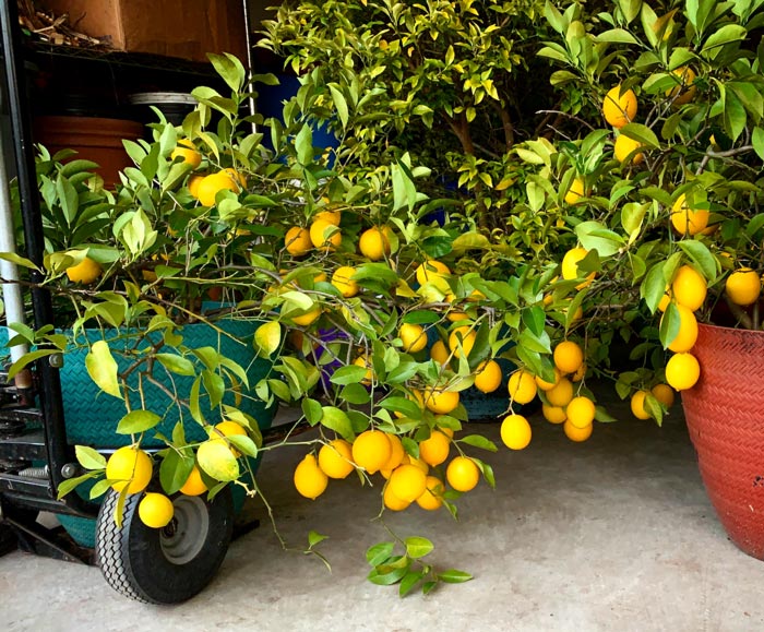 A Meyer lemon tree (left) and blood orange tree (right) moving into our heated garage on a cold winter evening.