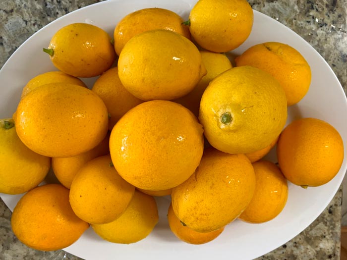 Don't skimp on feeding your Meyer lemon trees if you want to make sure you get lots of fruit! At the same time, providing too much fertilizer can harm your plants and actually