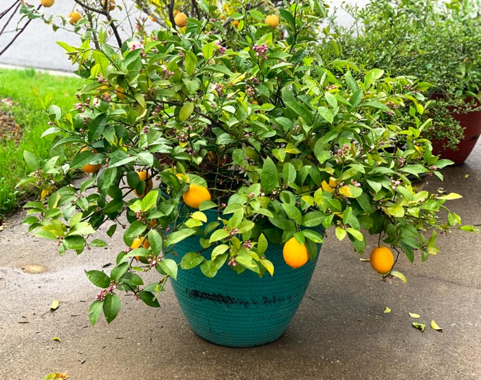 A look at one of our potted Meyer lemon trees in March in Greenville, SC. As you can see here, the plant is blooming at the same time as the last fruit ripens to a deep orange color.