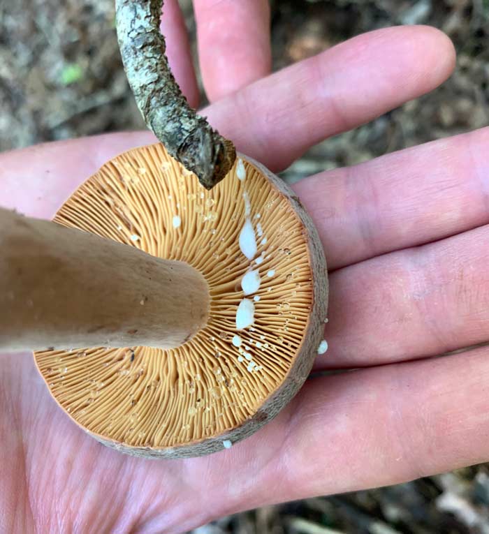 A closer look at the latex emerging from a scrape on the gills of a corrugated milk cap mushroom. This specimen is young and has relatively dark gills.