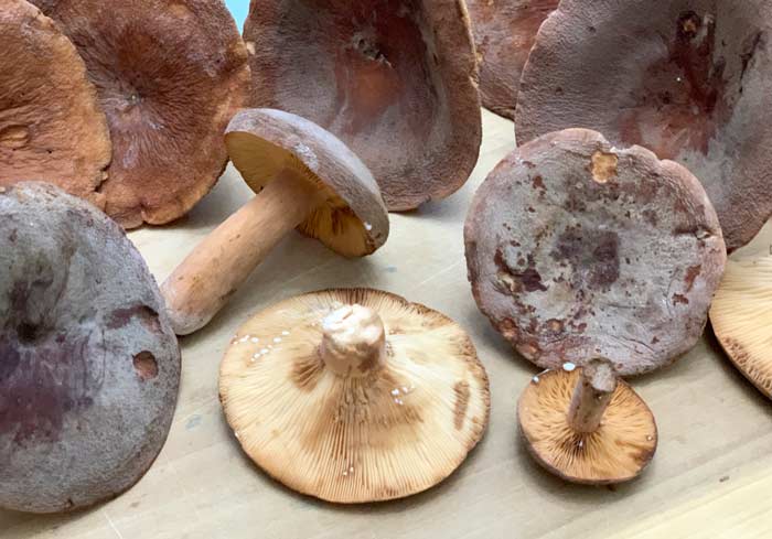 While we're comfortable calling these corrugated milk cap mushrooms (Lactifluus corrugis), it's entirely possible that there are distinct subspecies and varieties within our forests.