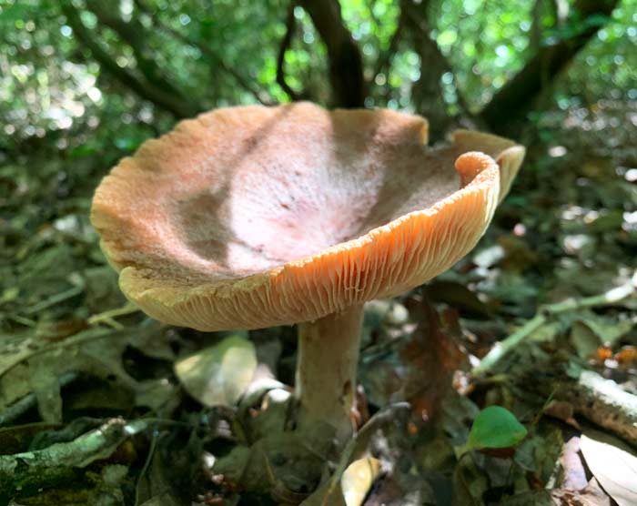 Light trickling through the forest canopy on to the cap surface of a corrugated milk cap mushroom.