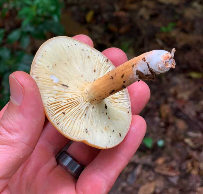 The underside of 'Bradley' milk cap (Lactifluus volemus). You can see some of the telltale morphological differences in this specimen versus the corrugate milk cap mushroom pictured in the photo above this one.