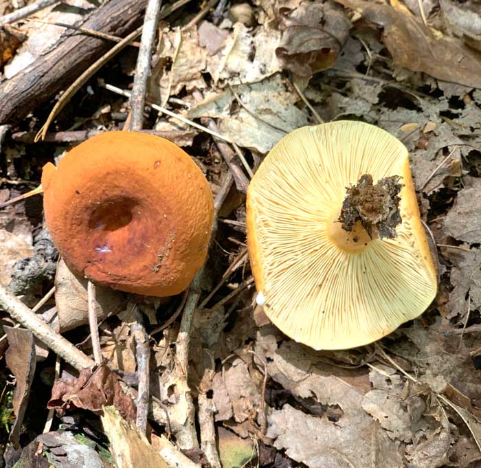 Lactifluus corrugis and L. volemus delicious wild mushrooms Tyrant Farms