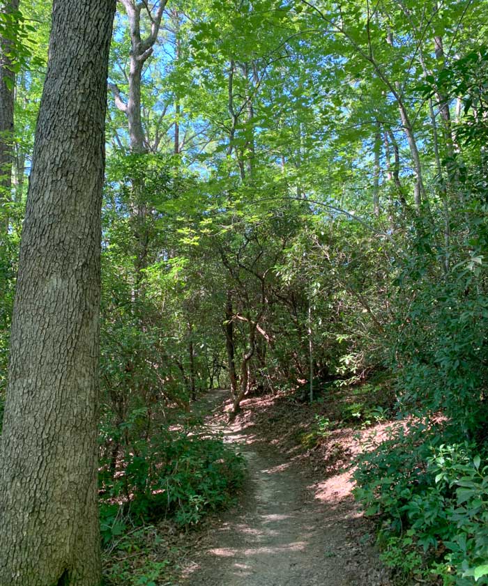 A summer hike on this trail near Greenville, SC, easily yielded a basket full of edible milk cap mushrooms.