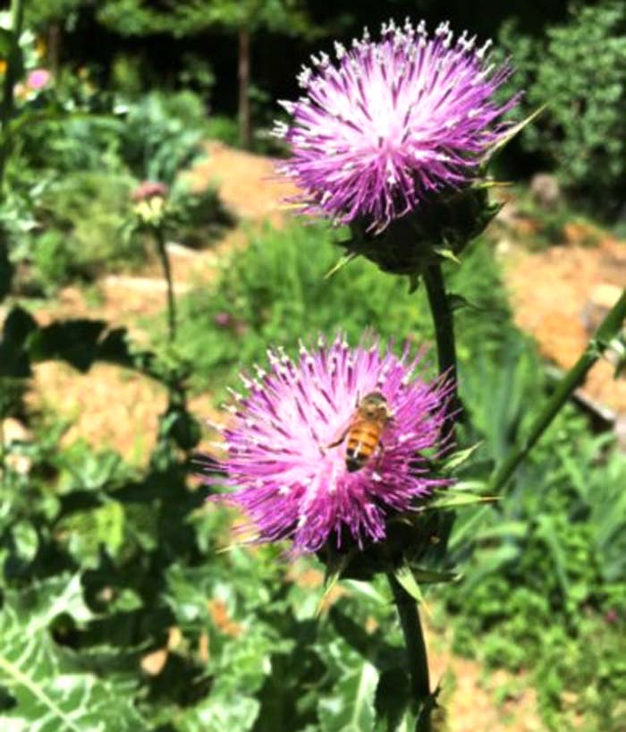 Milk thistle flowers are quite popular with honeybees.
