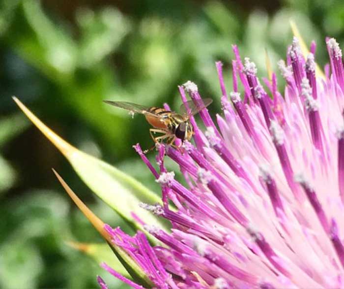 Syrphid fly foraging milk thistle. Adult syrphid flies are excellent pollinators and their larvae are voracious predators that consume common plant pests like aphids.