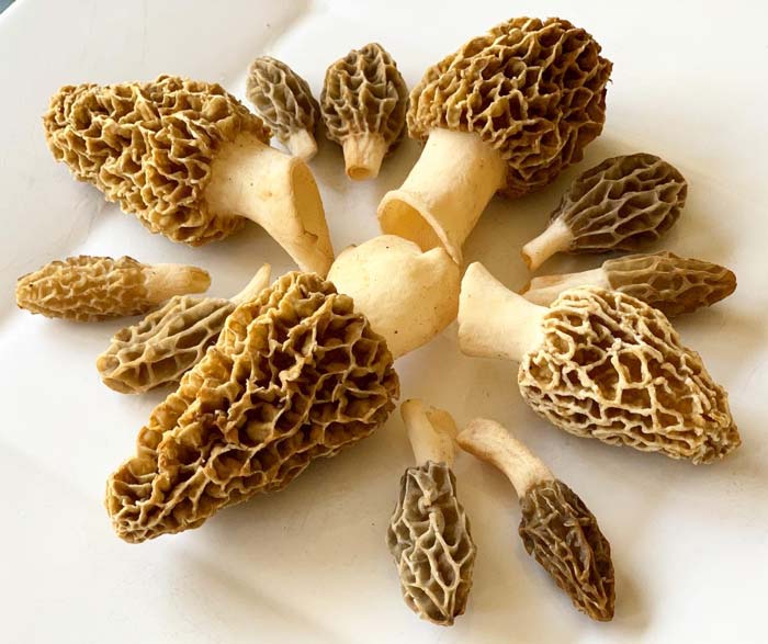 Different types of morels we find in Upstate South Carolina - larger blond morels (early season) and tulip morels (later season). Blond or yellow morels versus tulip morels.