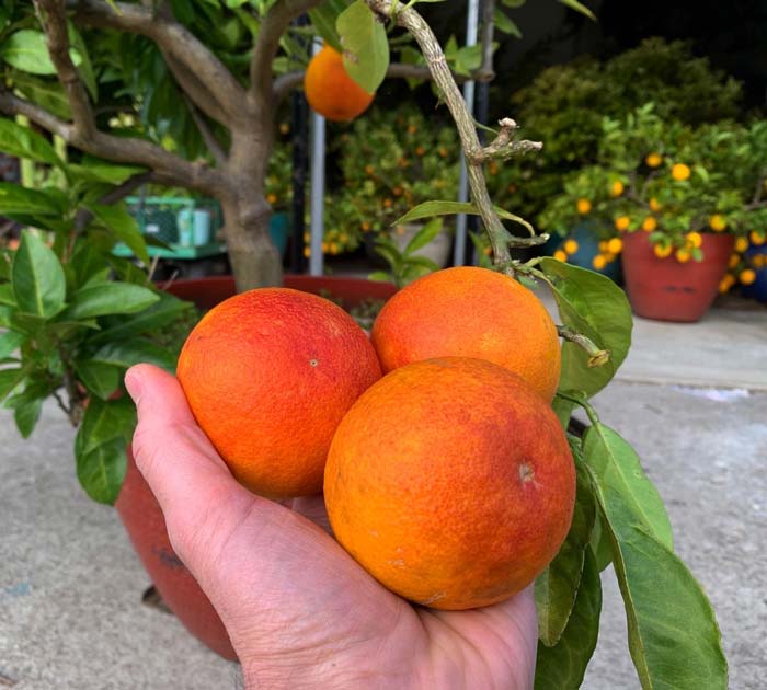 Perfectly ripened 'Moro' blood oranges right off the tree.