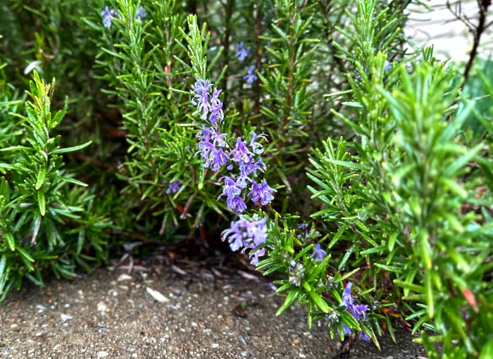 Rosemary flowering by our front walkway. Most herbs are highly multi-functional, producing food for people and pollinators alike. Some can even be rubbed on your skin for use as a mosquito repellent! 