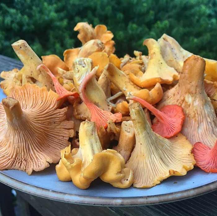 Gorgeous chanterelle and cinnabar mushrooms from a summer forage in the woods.