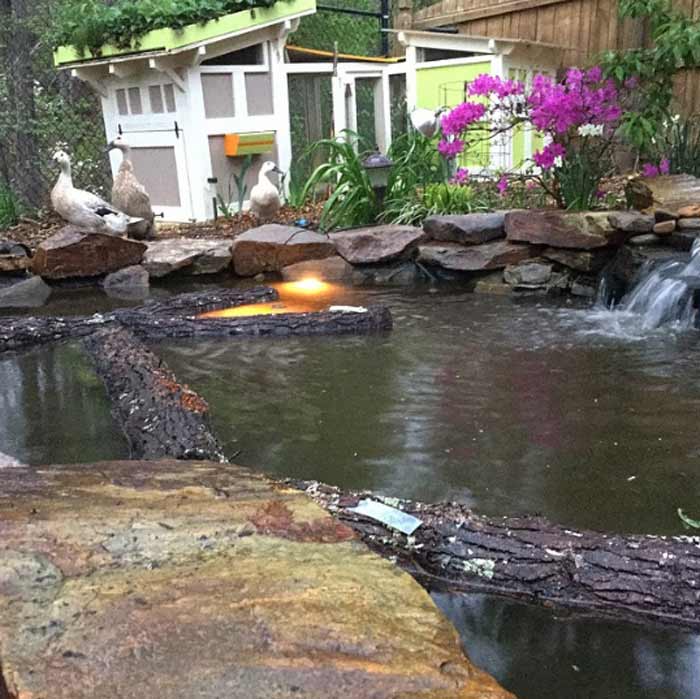 Since we originally wrote this article, we've since built our own backyard duckpond for our egg-laying Welsh Harlequin ducks. As you can see here, our duck pond makes an ideal spot to soak/initiate our shiitake mushroom logs - although our ducks might disagree! We usually soak our shiitake logs overnight so our girls can enjoy log-free swimming during the day. / How to grow shiitake mushrooms