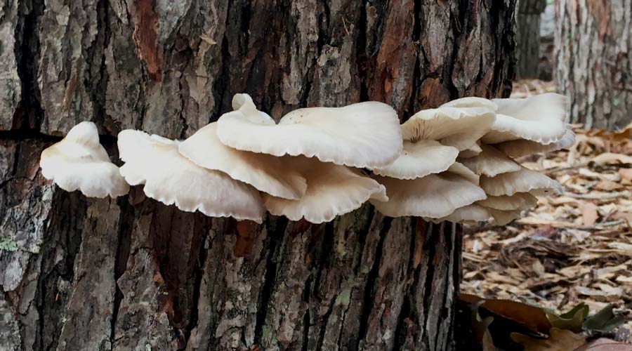 Six Gourmet Medicinal Mushrooms You Can Easily Grow At Home - 