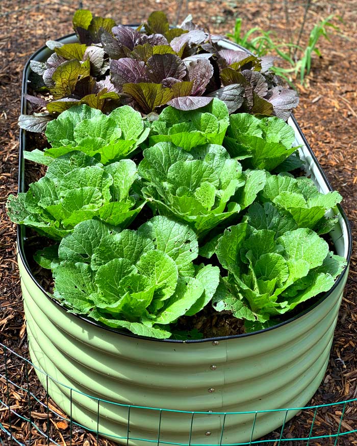 Napa cabbages sizing up nicely in their no-dig raised bed.