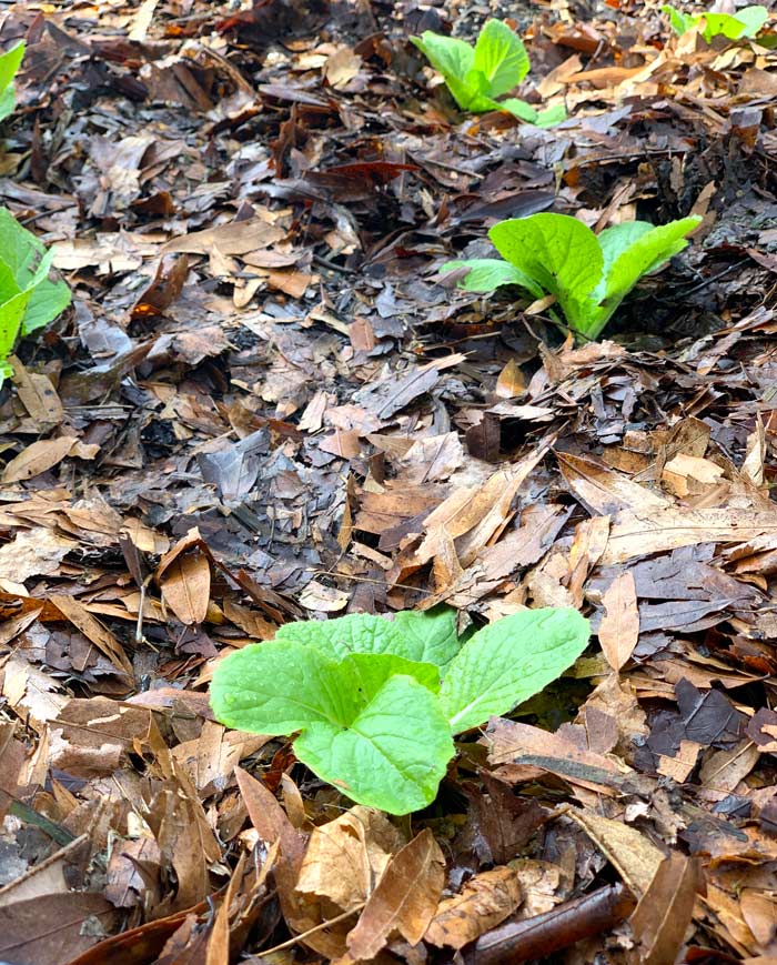 Young Napa cabbage seedlings. Be careful not to pile mulch thickly around the stems or leaves on your young seedlings or plants or you could cause them to rot and die. Exceptions are plants that can form adventitious roots.