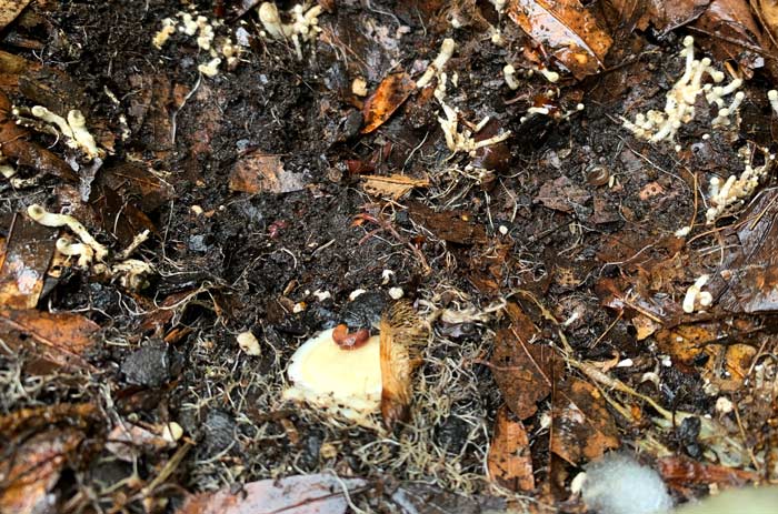 The white spot in the center is the taproot. Note the mycelium and small mushrooms beginning to fruit where the plant was removed. Also notice all the worms living in the soil beneath the plant. 