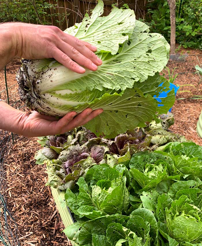 We use a sharp knife to cut these Napa cabbages at the base, leaving the old roots in the soil. 