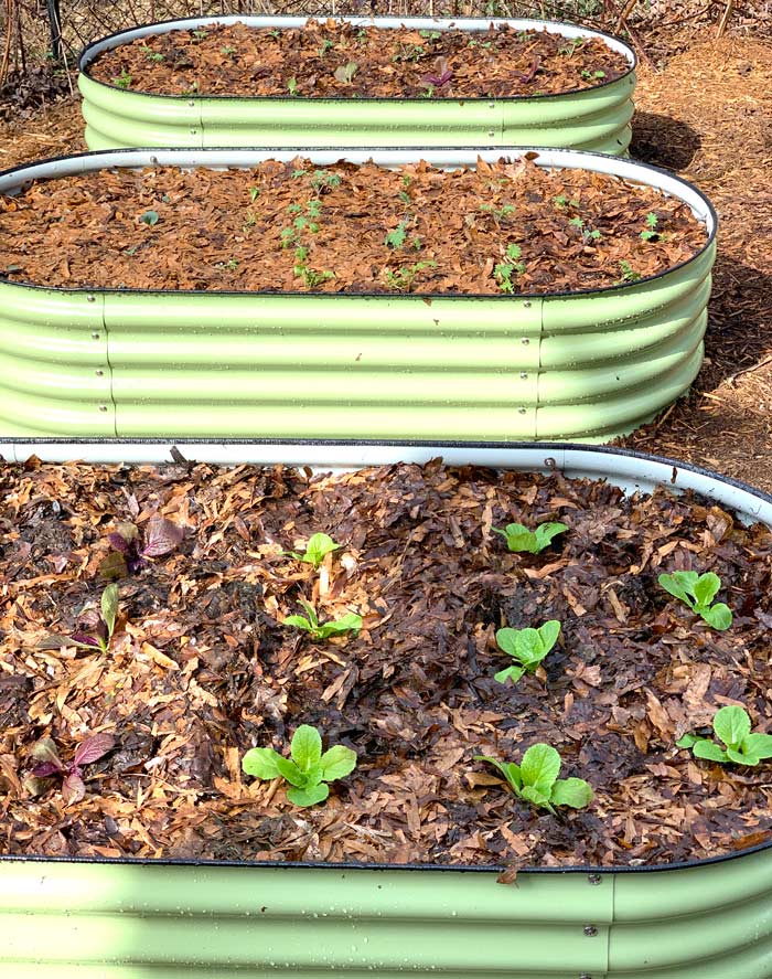 Seedlings in beds and chopped leaves as a mulch layer. Now comes the fun part - watching food grow! 
