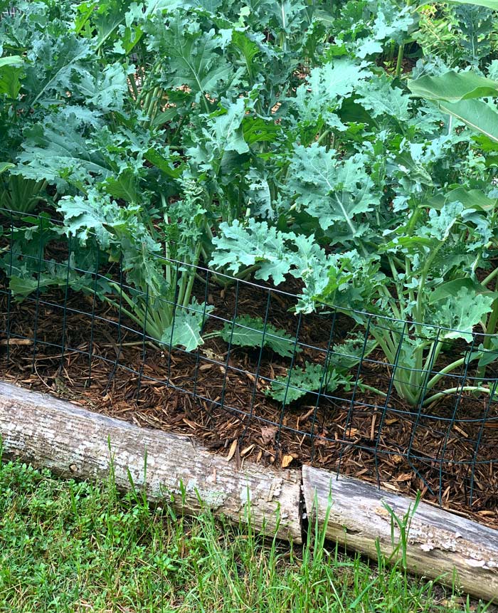 Two-year-old hardwood logs edging an in-ground no-dig bed in our garden.