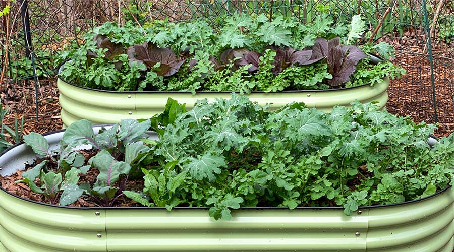 How to start a no-dig garden and do seasonal bed transitions thumbnail