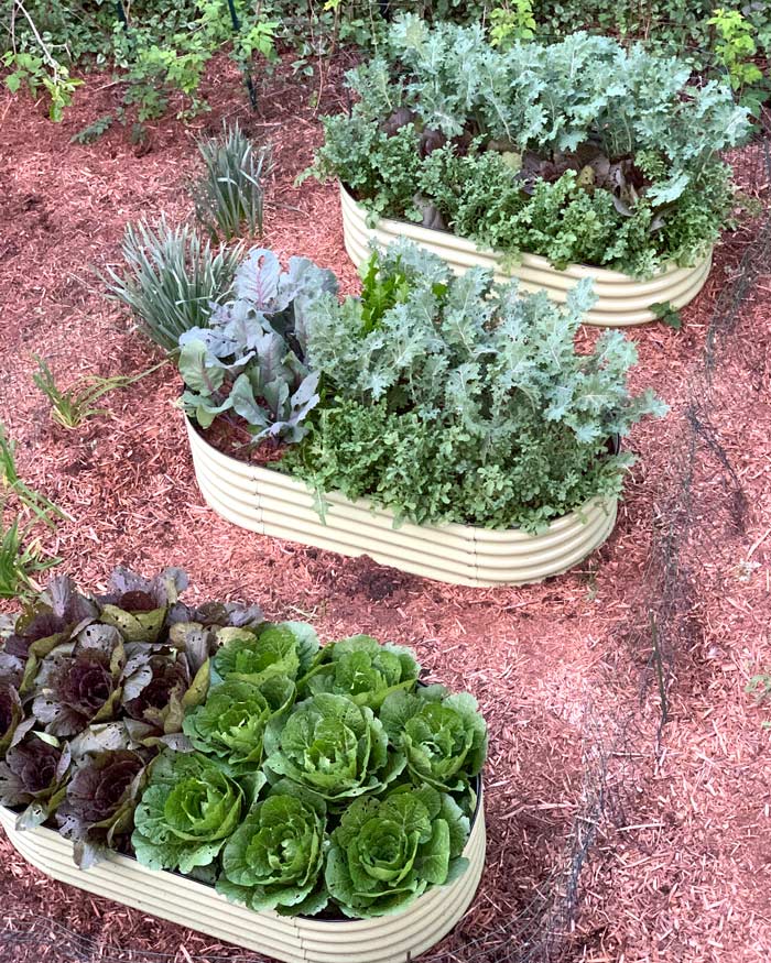 Three small no-dig metal raised beds in our backyard. No-dig aka no-till growing methods can be utilized on a small scale like home gardens all the way up to huge commercial farms. While the philosophy and approach are the same everywhere, the exact methods used may vary. 