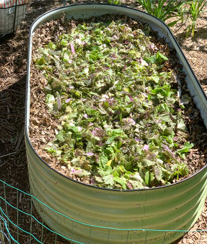 The parts of the Napa cabbage that weren't good enough for us to eat are nitrogen-rich gourmet worm food. In case you're wondering, these leaves were completely consumed within a week. 