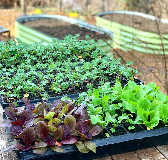 Seedlings ready to transplant into no-dig garden beds.