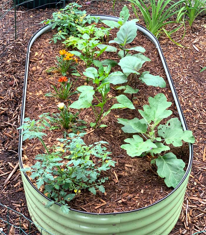 Summer seedlings planted and a final mulch layer of triple-ground wood chips is put over the old duck bedding for aesthetic reasons as well as to reduce the risk of food contamination. 
