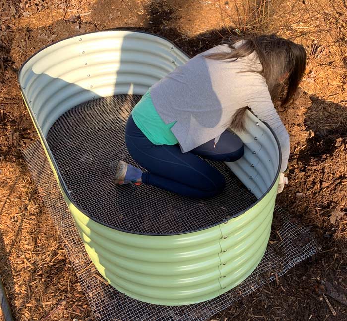 Susan (aka The Tyrant) vole-proofing a new metal raised bed.