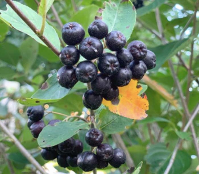 Ripe aronia fruit.
