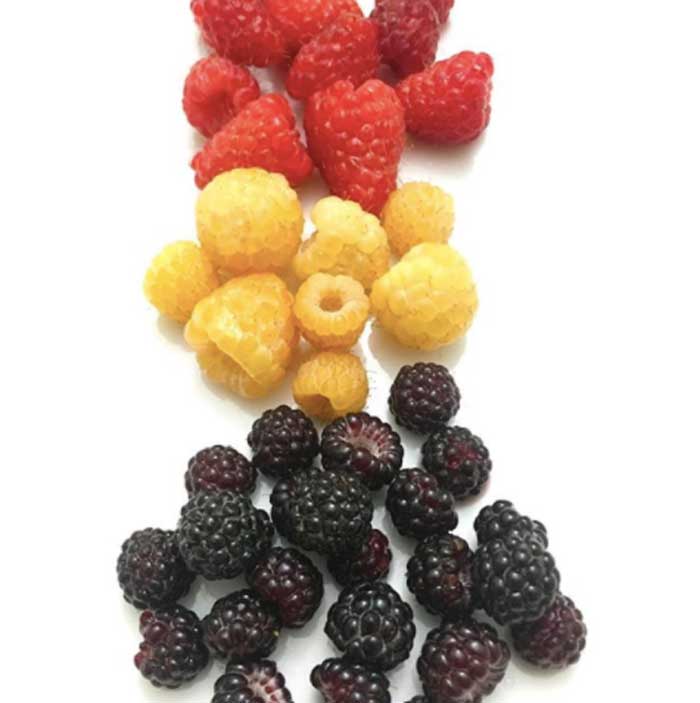 Black, gold, and red raspberries.