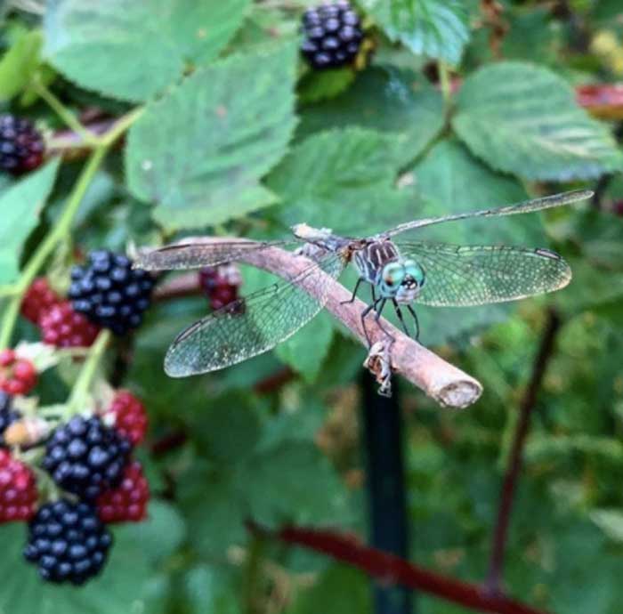 A dragonfly stands guard over a blackberry patch at Tyrant Farms.
