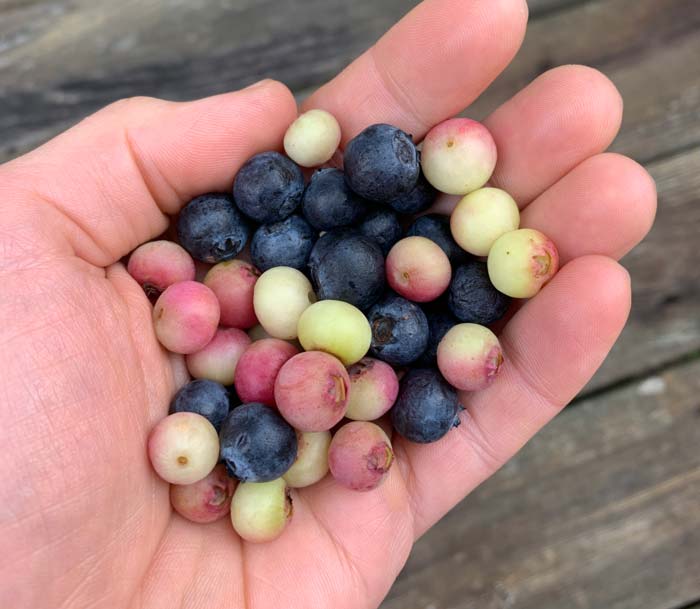 Pink lemonade (which have a citrus-like taste) and other blueberries.