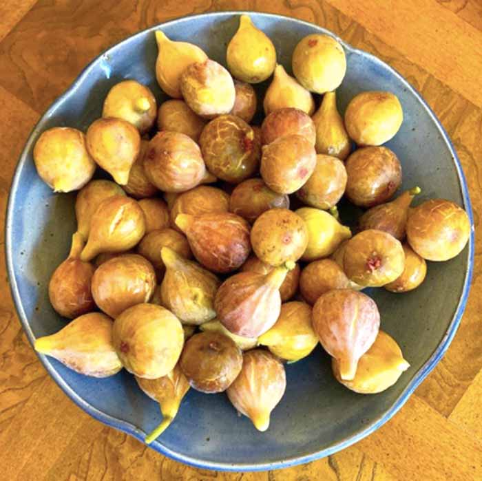 Perfectly ripened 'Brown Turkey' figs.
